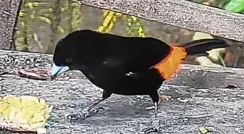Flame-rumped Tanager