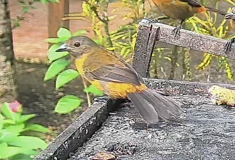 Passerini's tanager