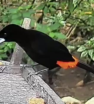 Flame-rumped Tanager