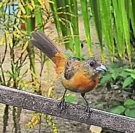 Flame-rumped Tanager