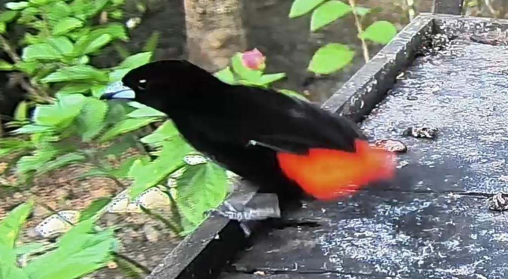 Passerini's tanager