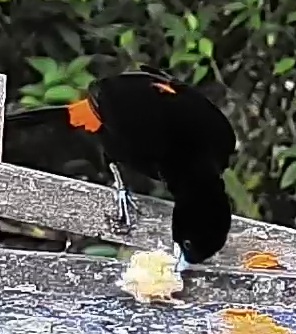 Flame-rumped Tanager