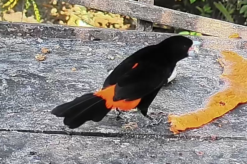 Flame-rumped Tanager