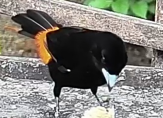 Flame-rumped Tanager