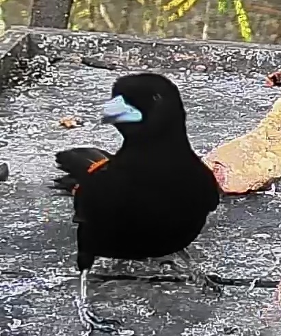 Flame-rumped Tanager