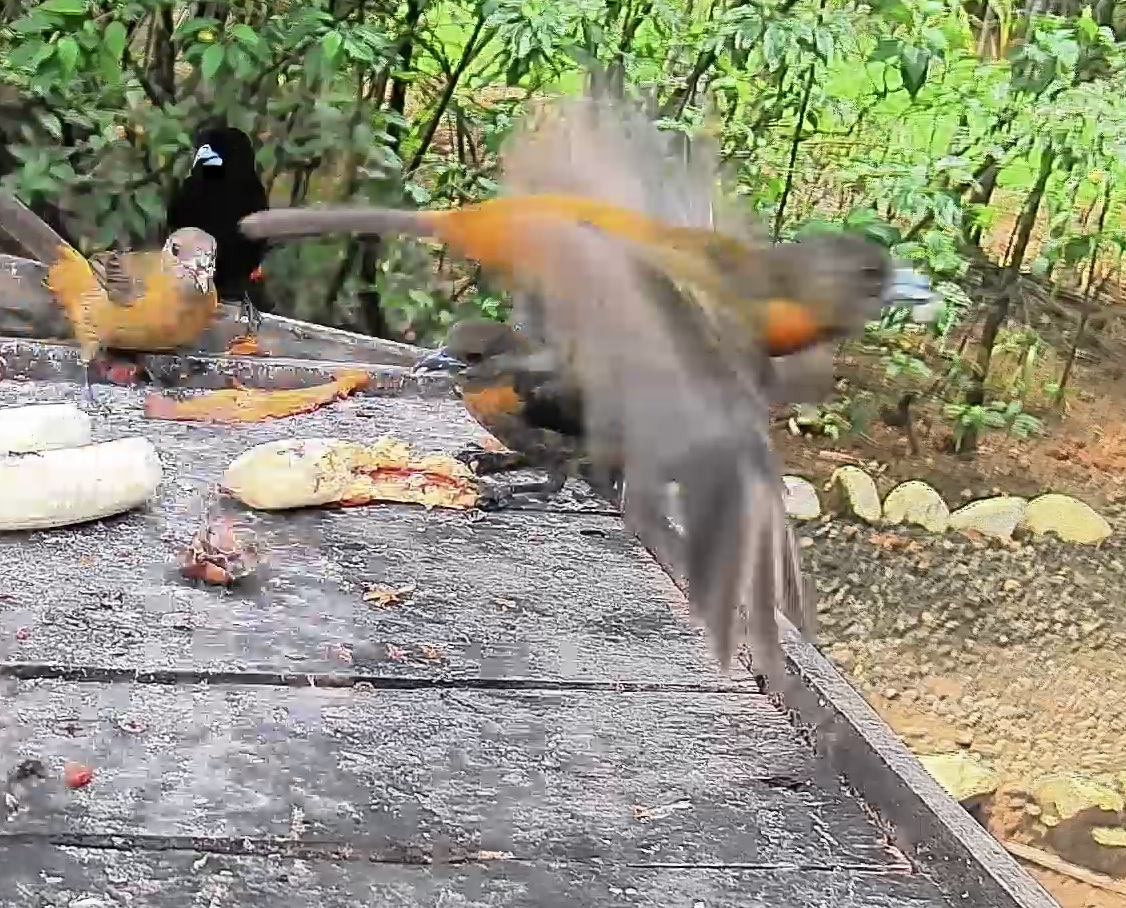 Passerini's tanager