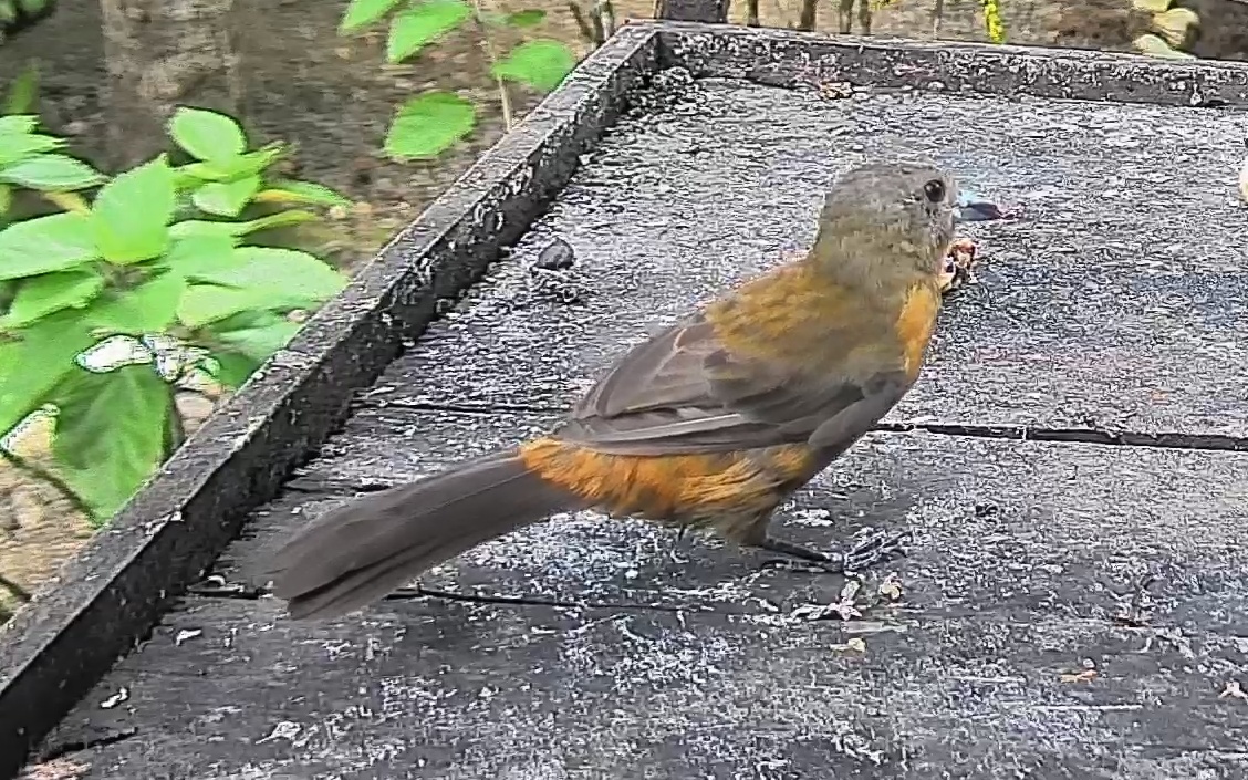 Passerini's tanager