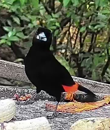 Passerini's tanager