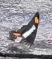 Pavon Emperor