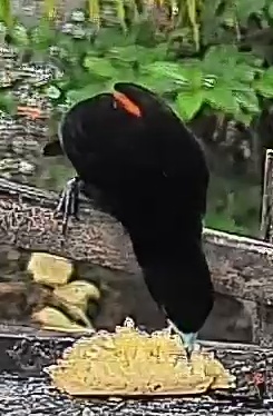 Scarlet-rumped Cacique