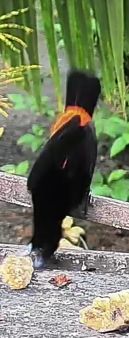 Flame-rumped Tanager