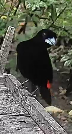 Passerini's tanager