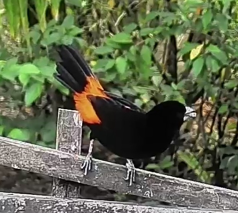 Flame-rumped Tanager