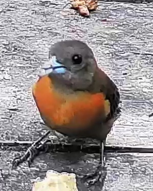 Passerini's tanager
