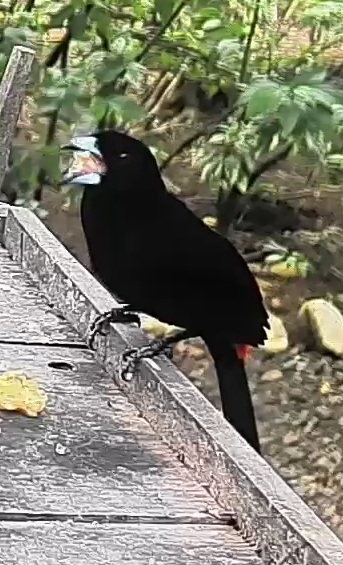 Flame-rumped Tanager