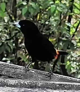 Flame-rumped Tanager
