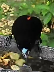 Red-winged Blackbird