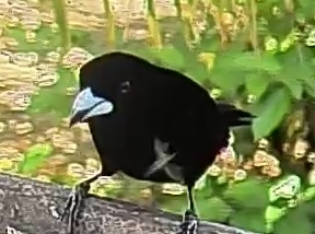 Tricolored Munia