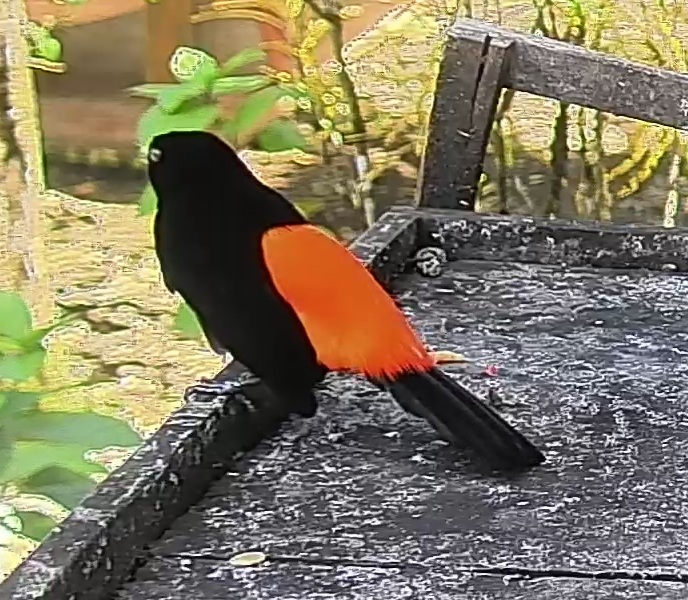 Passerini's tanager