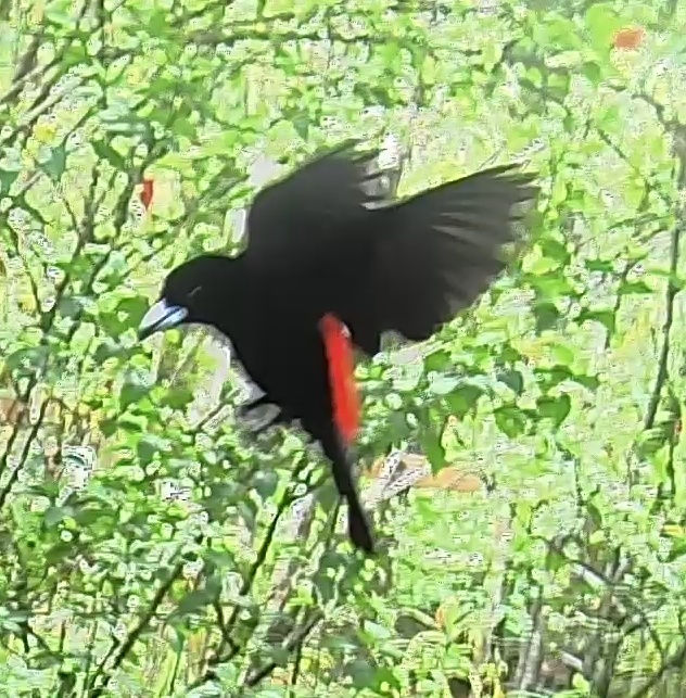 Scarlet-rumped Cacique