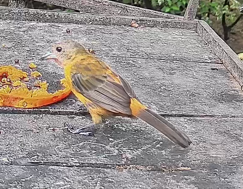 Passerini's tanager
