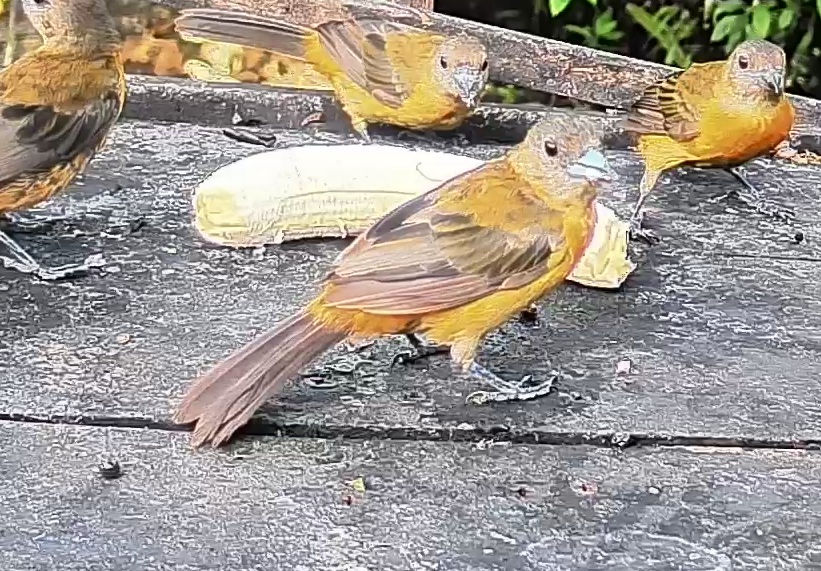 Passerini's tanager