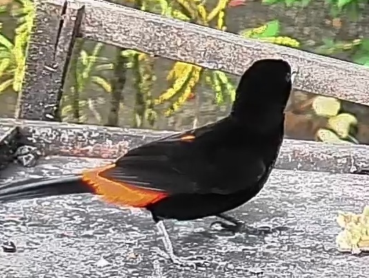 Flame-rumped Tanager