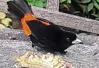 Flame-rumped Tanager