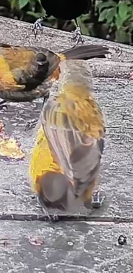 Passerini's tanager