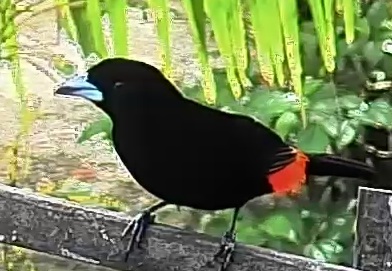 Passerini's tanager