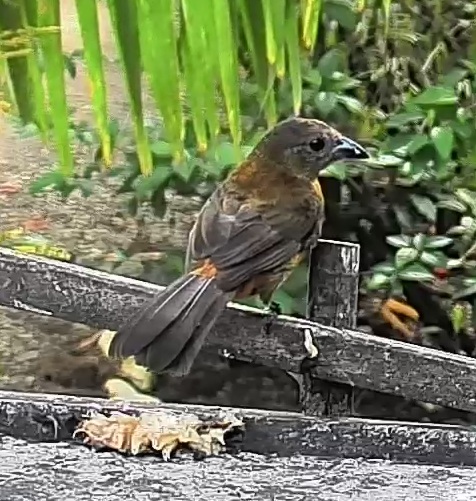 Passerini's tanager