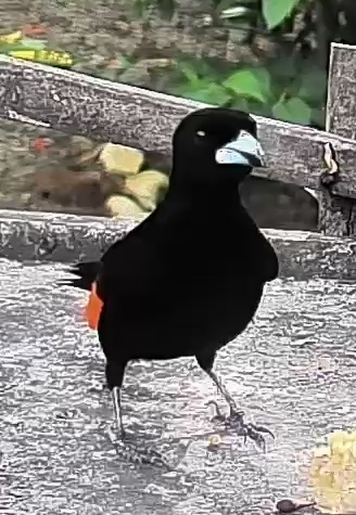 Flame-rumped Tanager