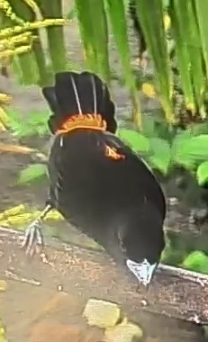 Flame-rumped Tanager