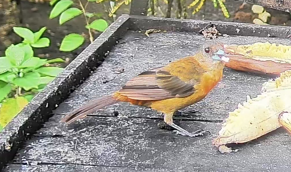 Passerini's tanager