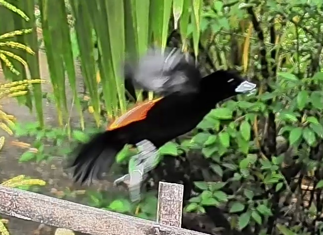 Flame-rumped Tanager