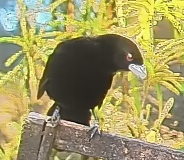 Bronzed Cowbird