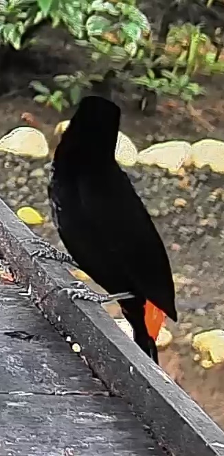 Flame-rumped Tanager