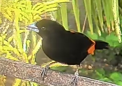 Flame-rumped Tanager