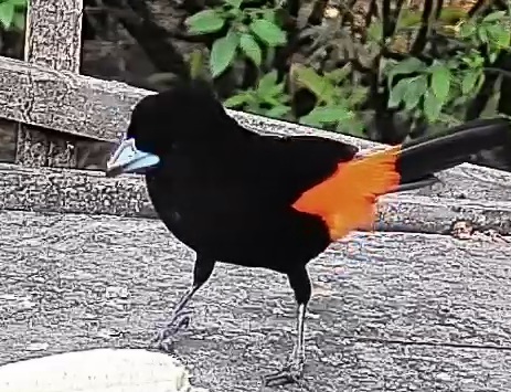 Flame-rumped Tanager