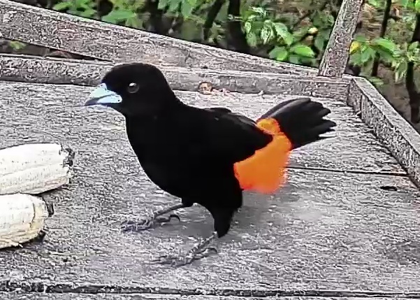 Flame-rumped Tanager