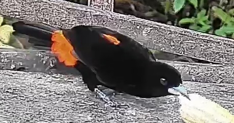 Flame-rumped Tanager