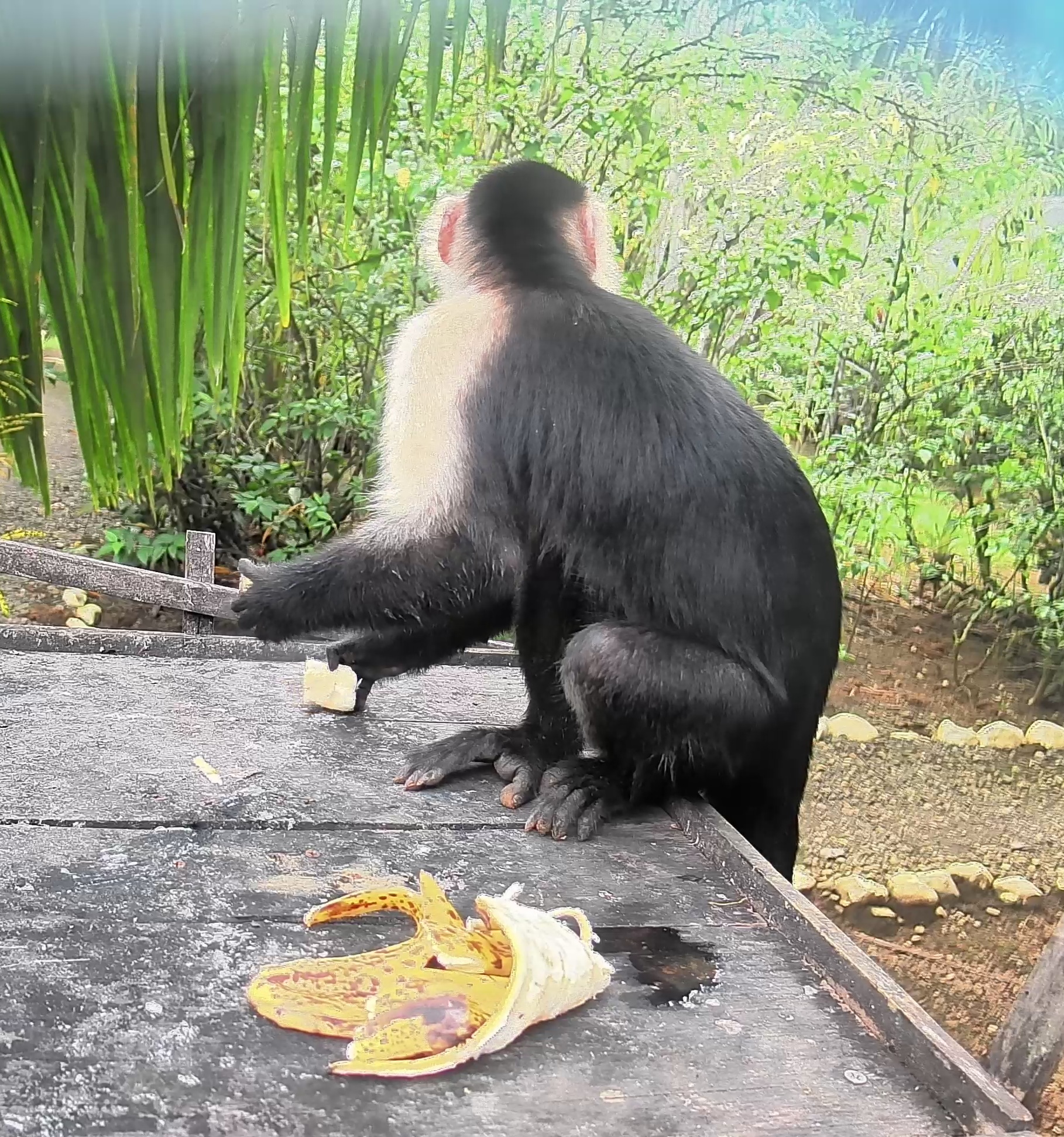 White-headed Capuchin