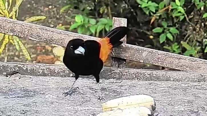 Flame-rumped Tanager