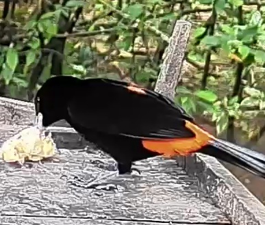 Flame-rumped Tanager