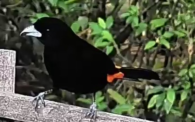 Flame-rumped Tanager