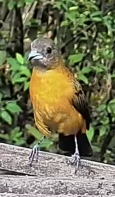 Flame-rumped Tanager