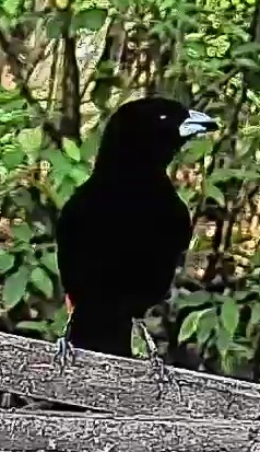 Flame-rumped Tanager