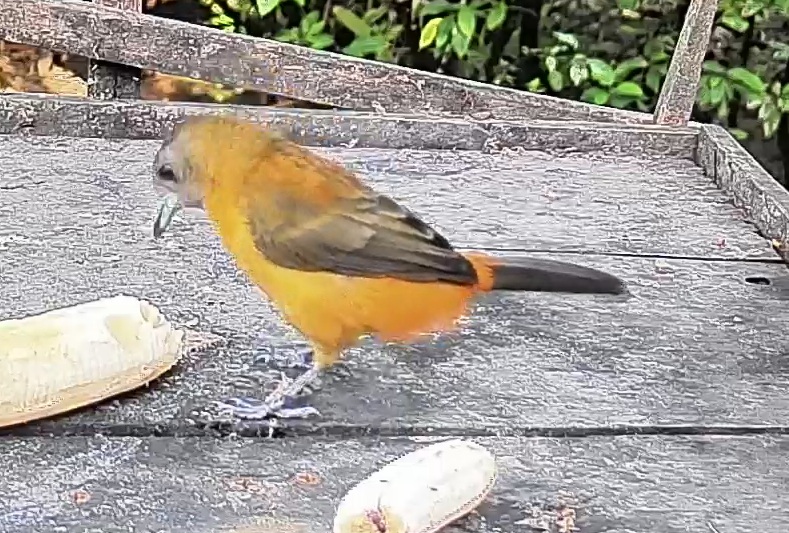 Passerini's tanager