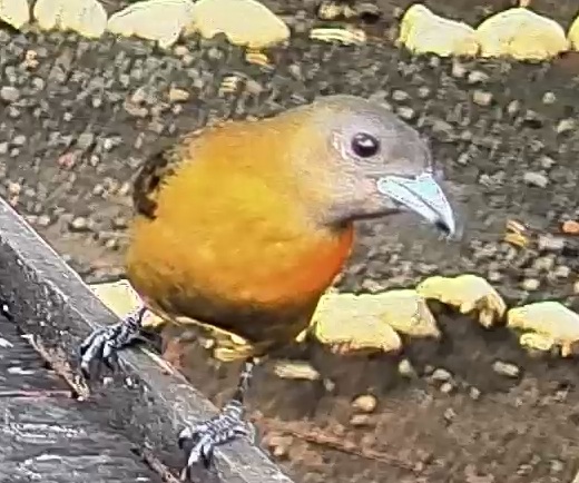 Passerini's tanager