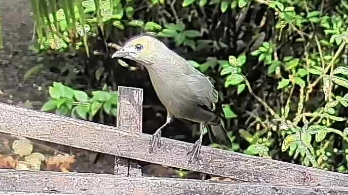 Palm Tanager